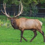 Zoo New York